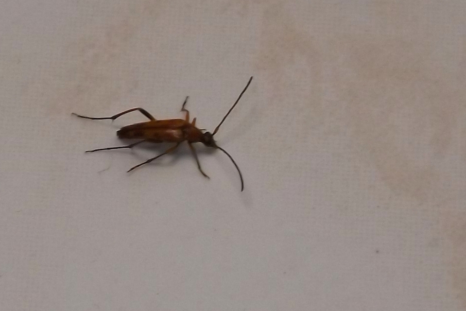 Stenurella septempunctata - hétpettyes karcsúcincér
