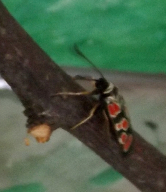 Zygaena carniolica - fehérgyűrűs csüngőlepke