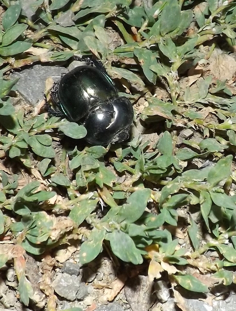 Trypocopris vernalis - tavaszi álganéjtúró