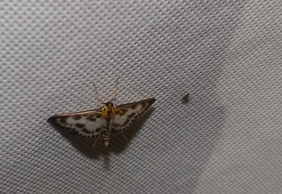 Anania hortulata - tarka csalánmoly