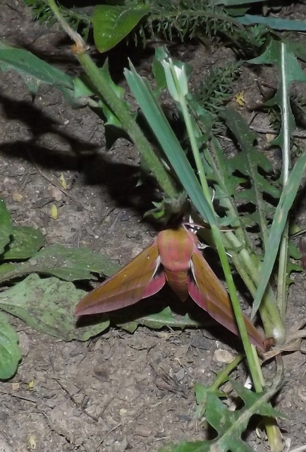 Deilephila elpenor - szőlőszender
