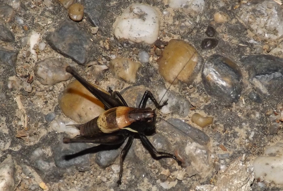 Pholidoptera aptera - nagy avarszöcske