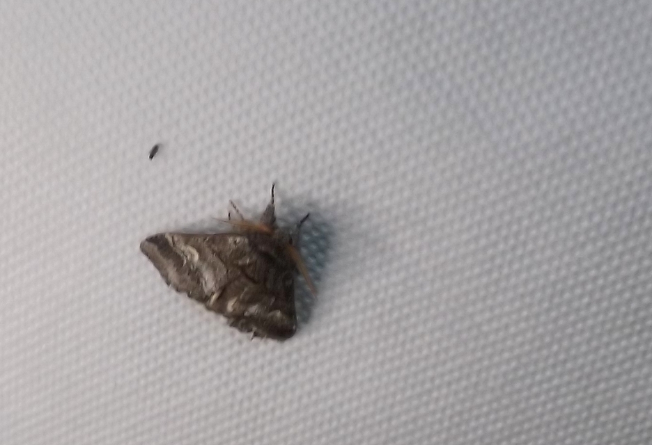 Drymonia querna - tölgyfa-púposszövő