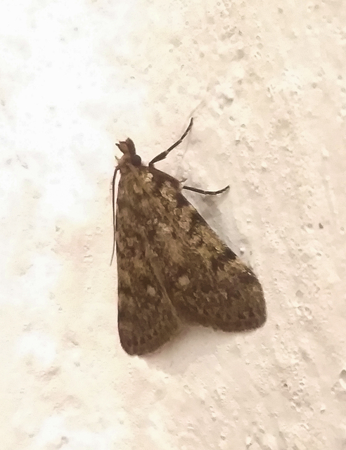 Aglossa pinguinalis - zsiradékmoly