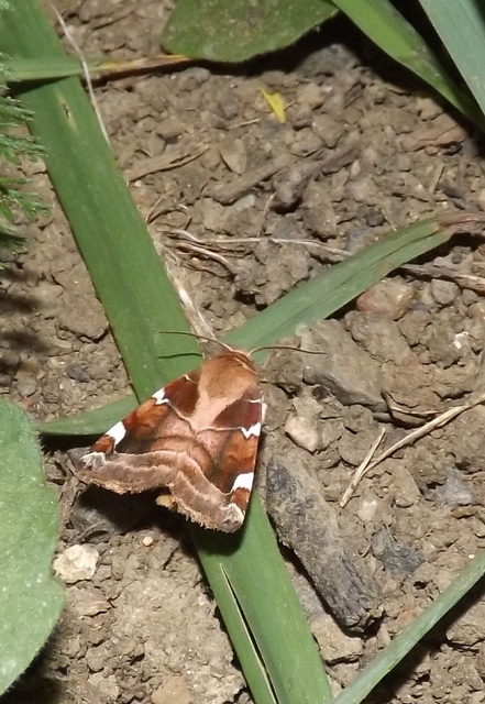 Cosmia diffinis - szilfa-lombbagoly