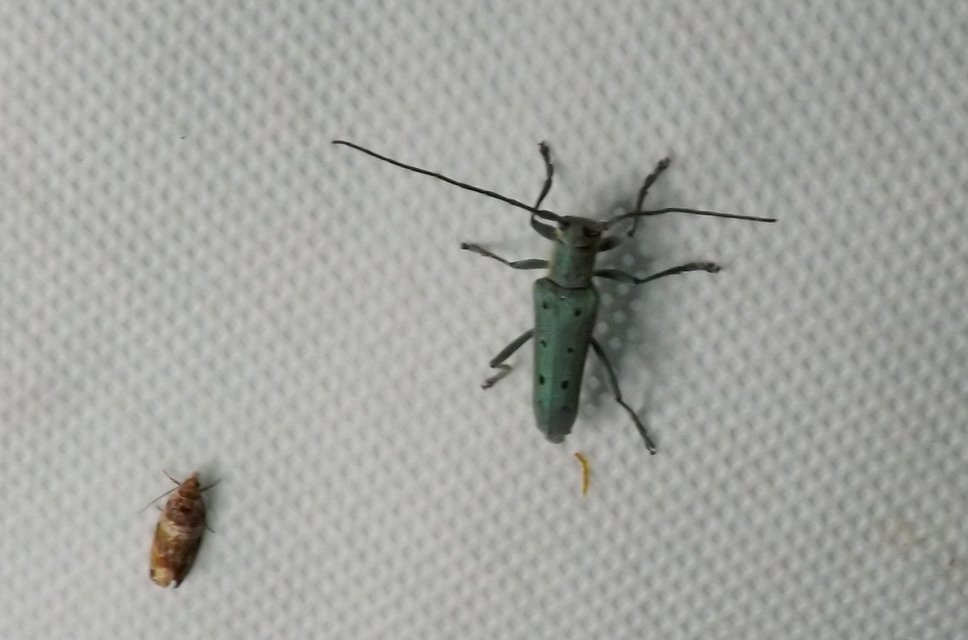 Olethreutinae