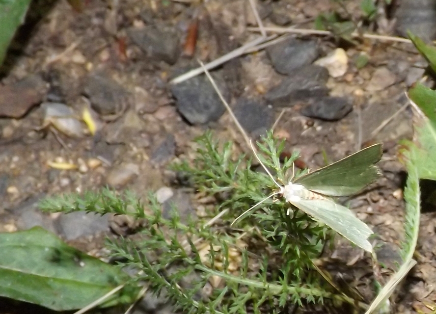 Hemithea aestivaria - nyír-zöldaraszoló