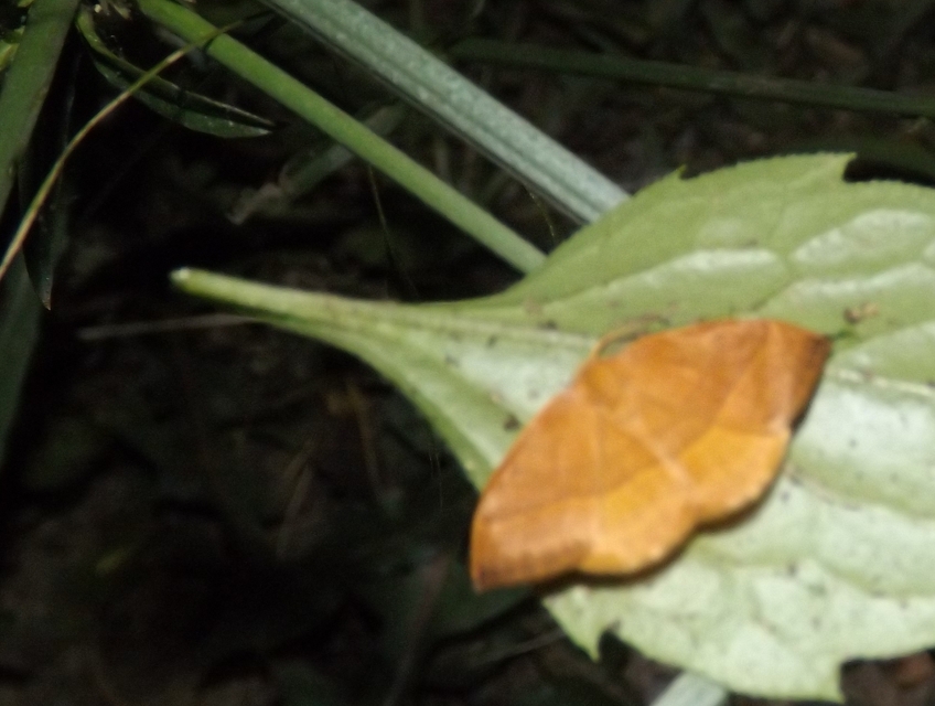 Watsonalla cultraria - bükkfa-sarlósszövő