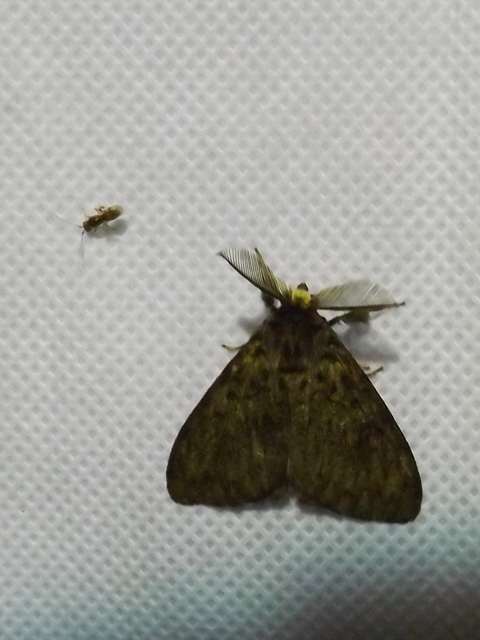 Lymantria monacha - apácalepke