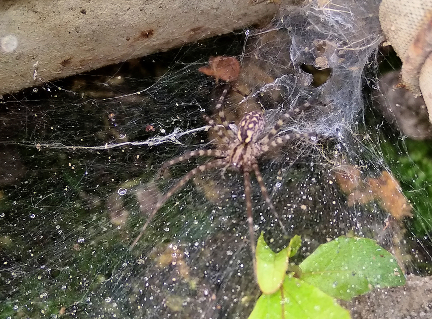 Tegenaria silvestris - erdei zugpók