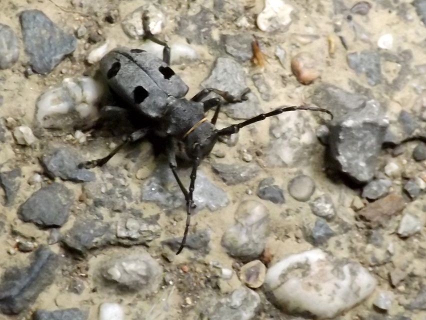 Morimus asper funereus - gyászcincér