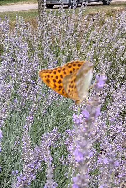 Argynnis paphia - nagy gyöngyházlepke