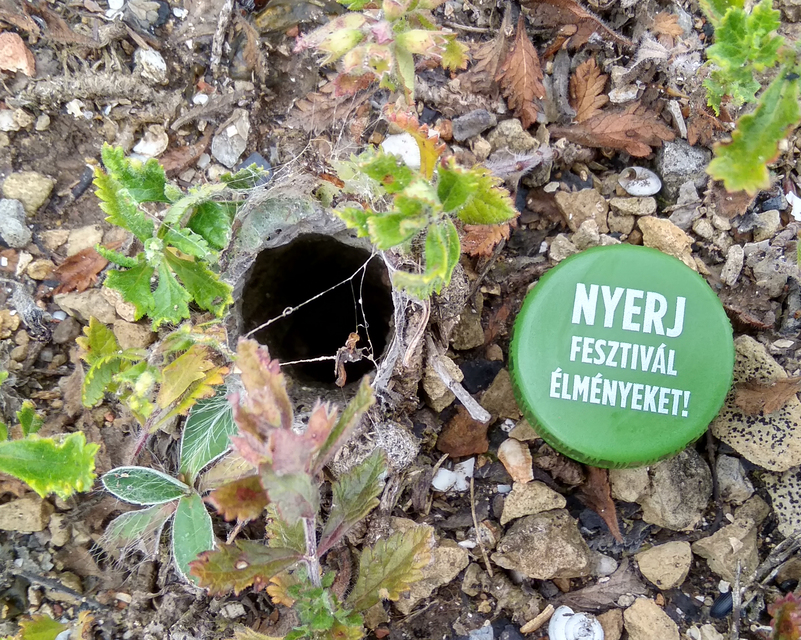 Geolycosa vultuosa - pokoli cselőpók