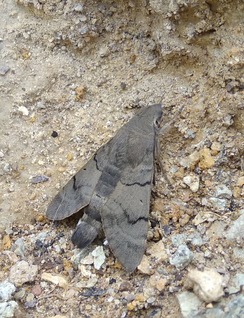 Macroglossum stellatarum - kacsafarkú szender