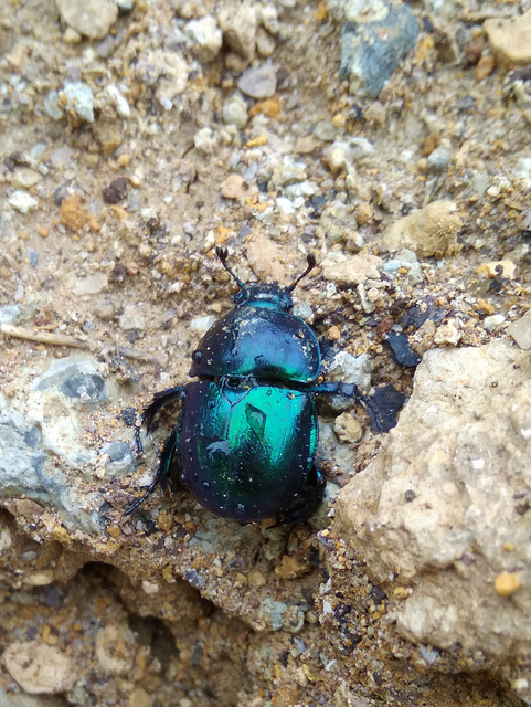 Trypocopris vernalis - tavaszi álganéjtúró