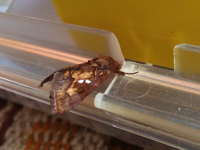 Chrysodeixis chalcites - déli aranybagoly