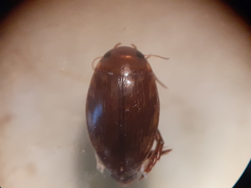 Laccophilus hyalinus - cirpelő bukóbogár