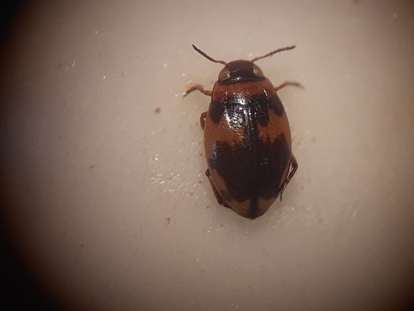 Bidessus nasutus - tarka törpecsíkbogár