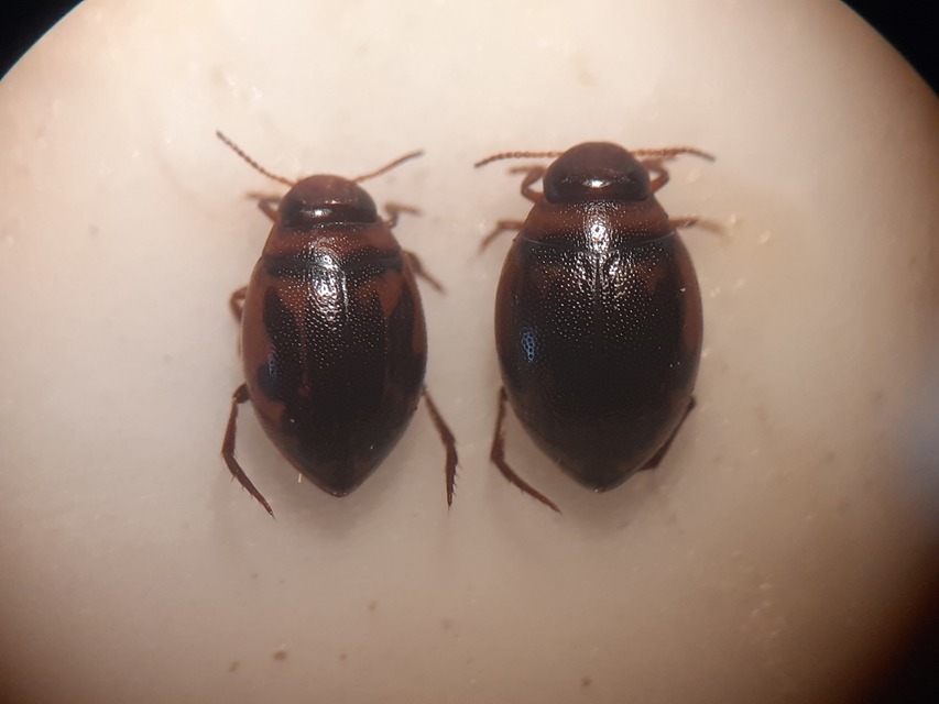Hygrotus inaequalis - gyakori aprócsíkbogár