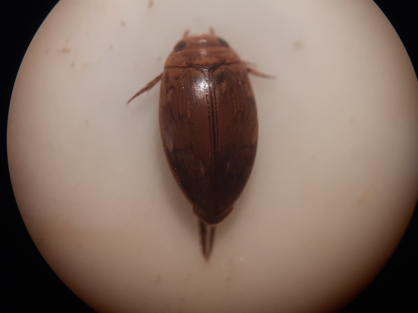 Laccophilus minutus - néma bukóbogár Laccophilus minutus - néma bukóbogár