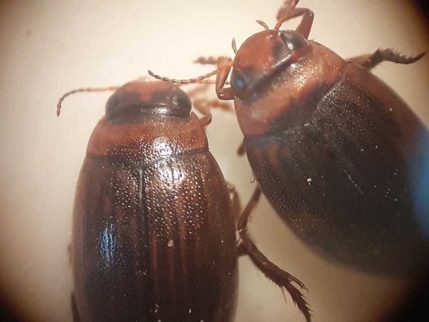 Hygrotus impressopunctatus - barázdás aprócsíkbogár