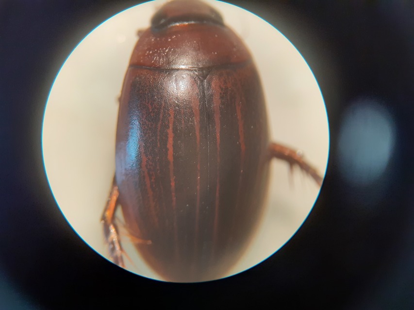 Hydaticus grammicus - déli mocsáricsíkbogár