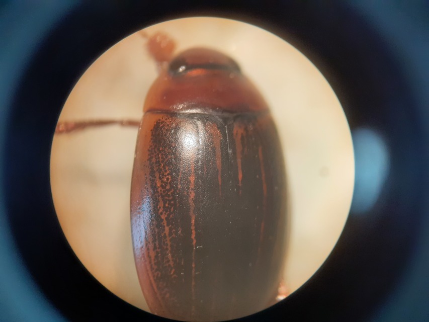 Hydaticus grammicus - déli mocsáricsíkbogár