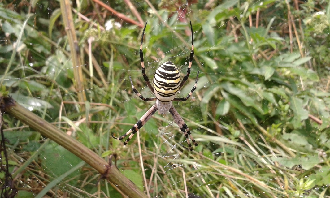 Argiope bruennichi - darázspók
