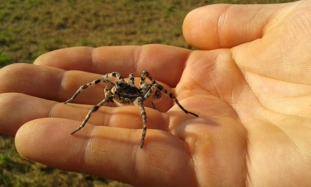Lycosa singoriensis - szongáriai cselőpók