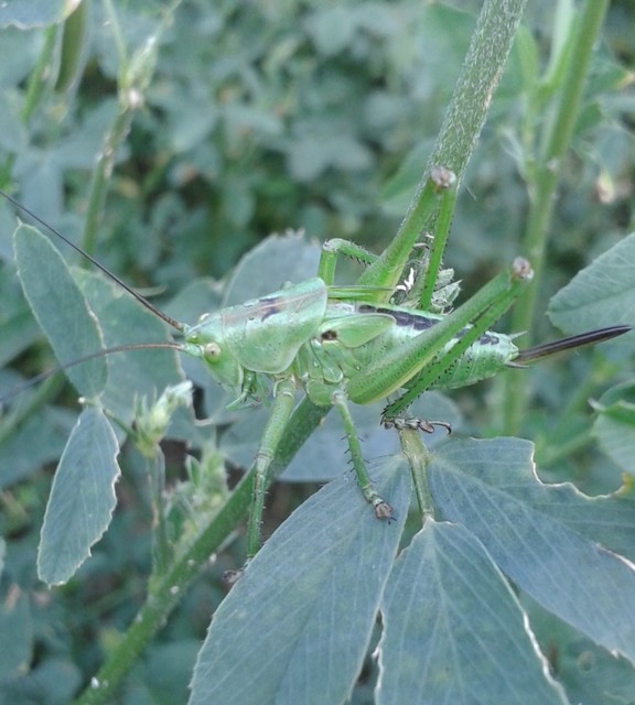 Tettigonia viridissima - zöld lombszöcske
