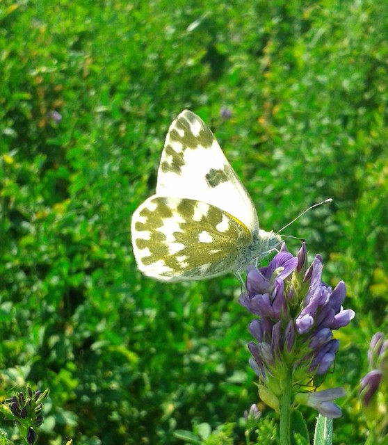 Pontia edusa - rezedalepke