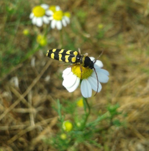 Echinocerus floralis - lucerna-darázscincér