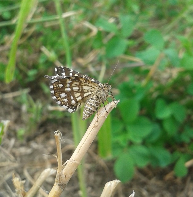 Chiasmia clathrata - rácsos rétiaraszoló