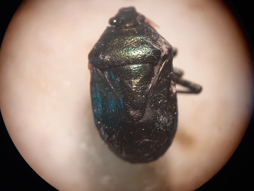 Zicrona caerulea - acélkék poloska Zicrona caerulea - acélkék poloska