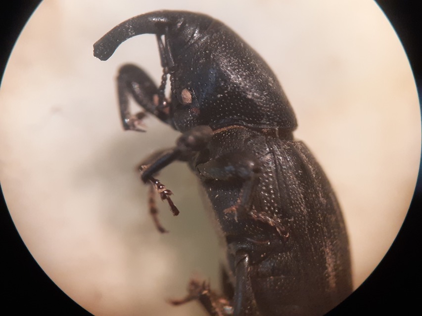 Sphenophorus striatopunctatus - mezei zsuzsok
