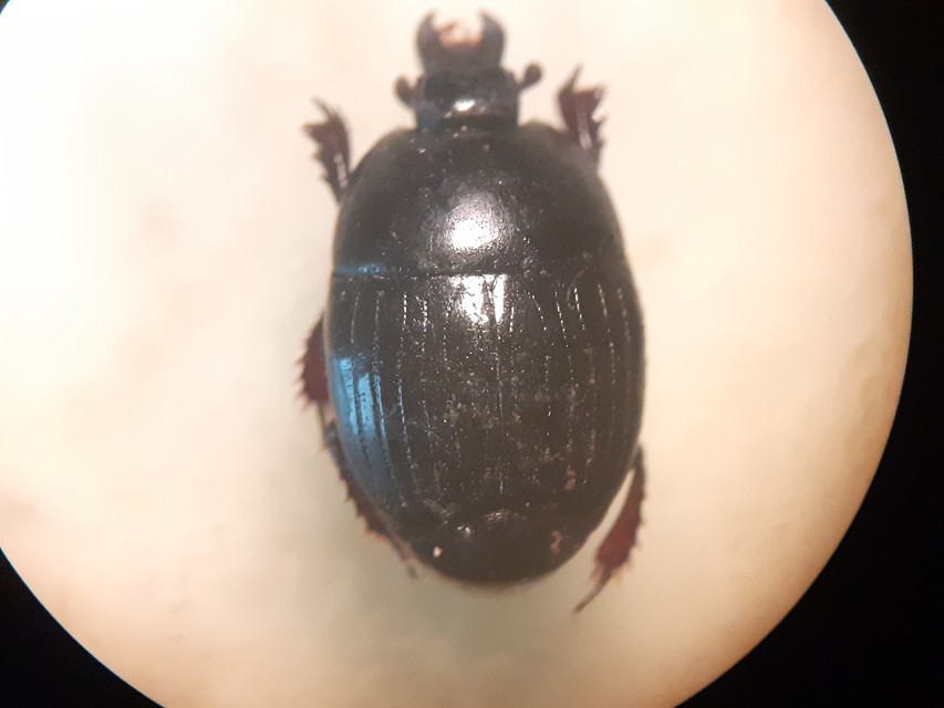 Atholus duodecimstriatus duodecimstriatus - tizenkétbarázdás sutabogár
