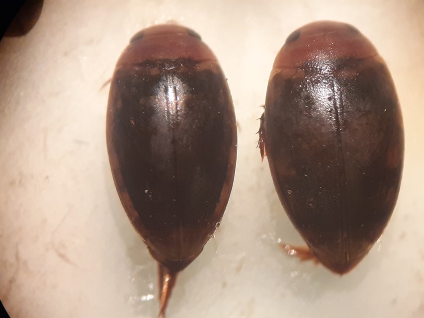 Laccophilus minutus - néma bukóbogár Laccophilus minutus - néma bukóbogár