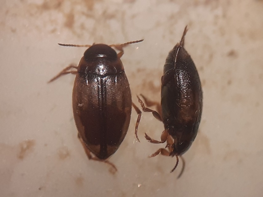 Hydroglyphus geminus - gyakori paránycsíkbogár