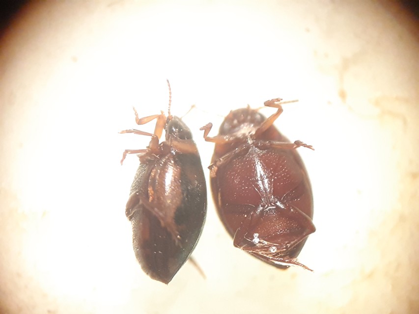 Hygrotus inaequalis - gyakori aprócsíkbogár