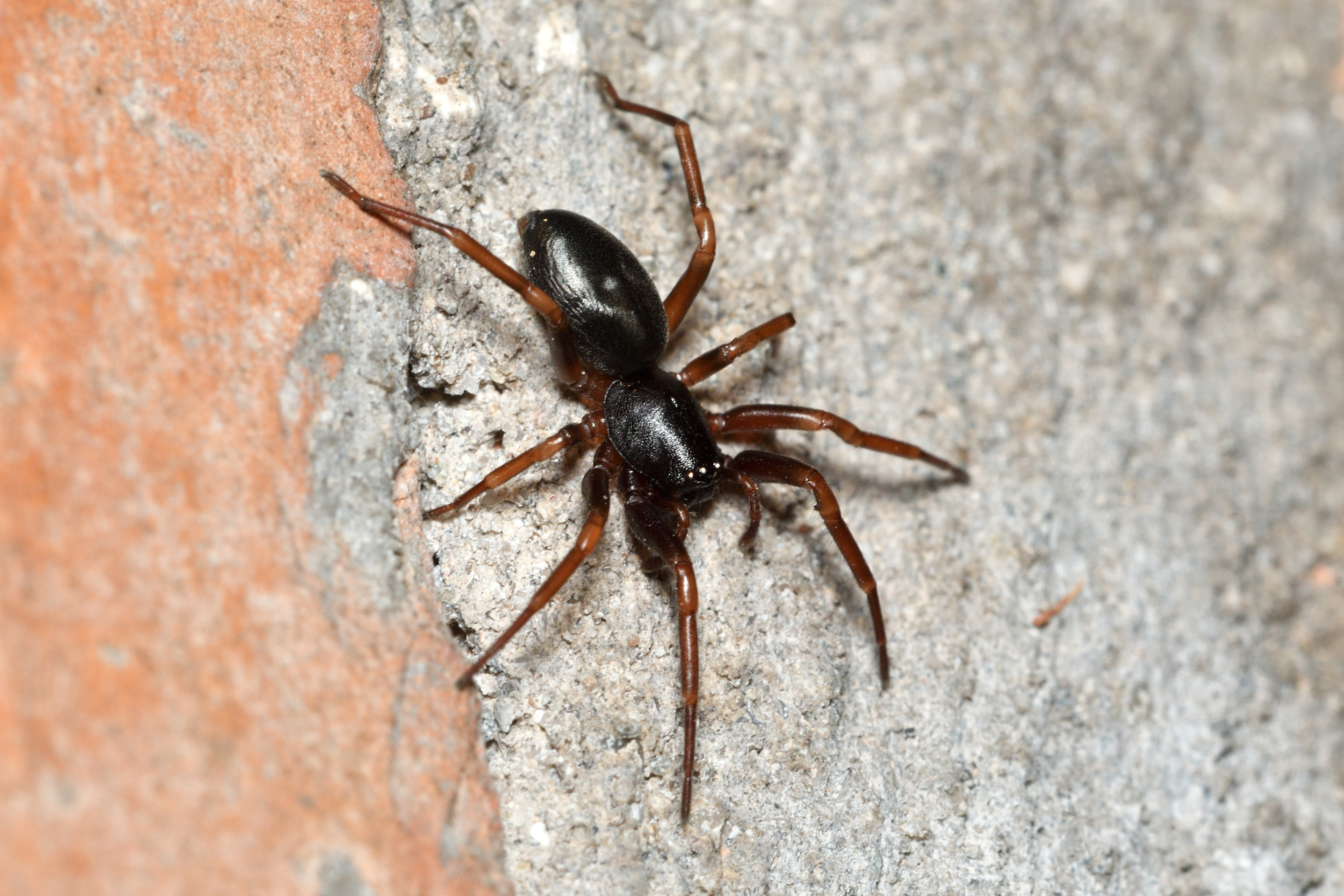 Cetonana laticeps