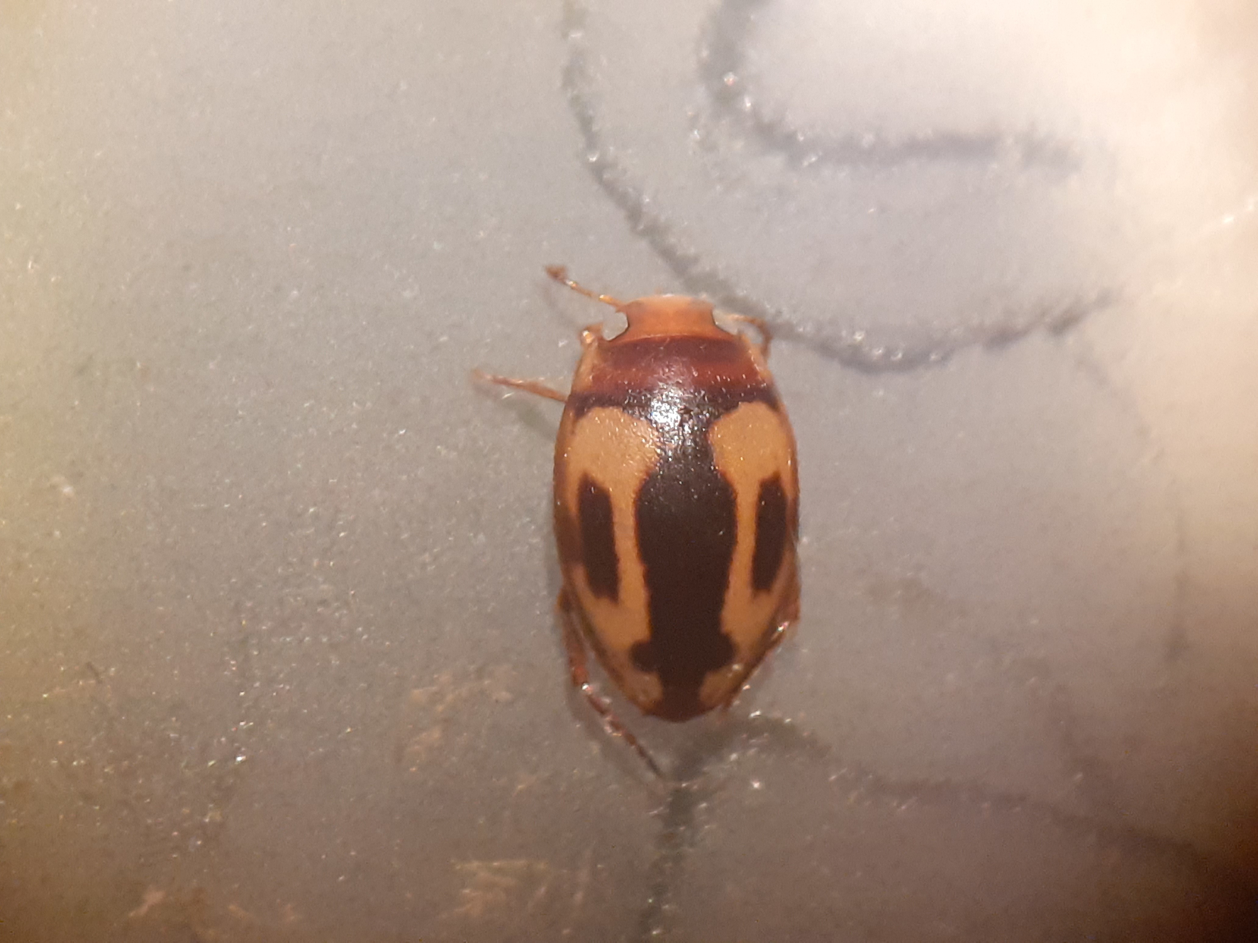 Graptodytes pictus - gyűrűs csíkbogárka
