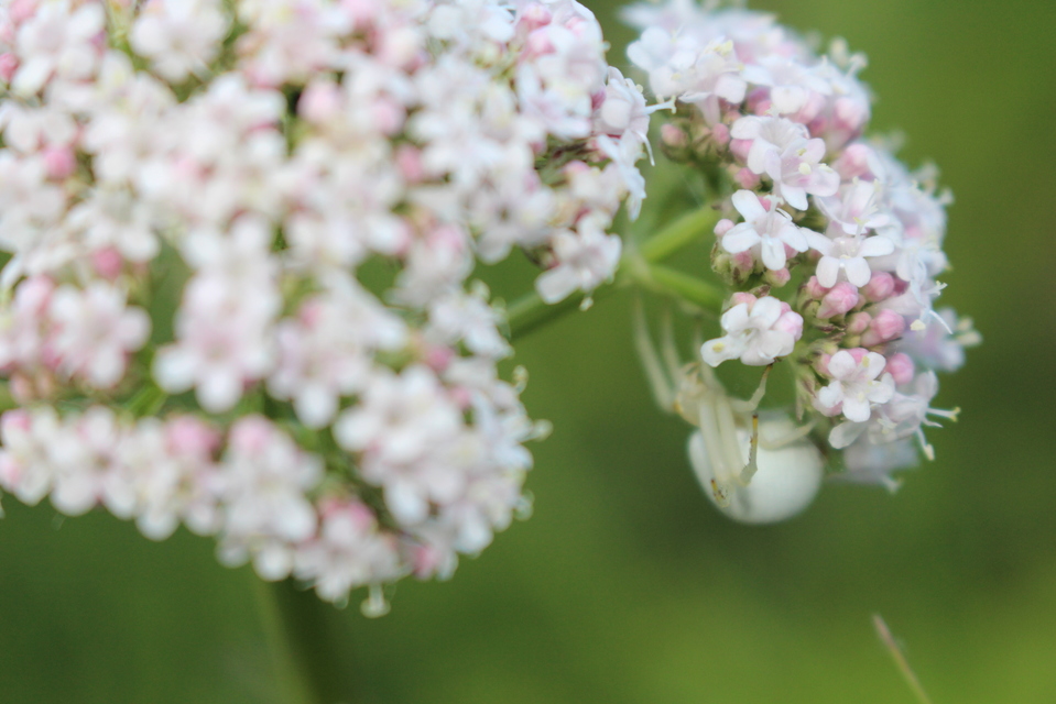 Misumena vatia - viráglakó karolópók