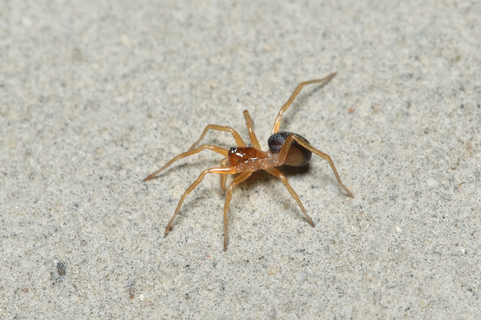 Zodarion rubidum