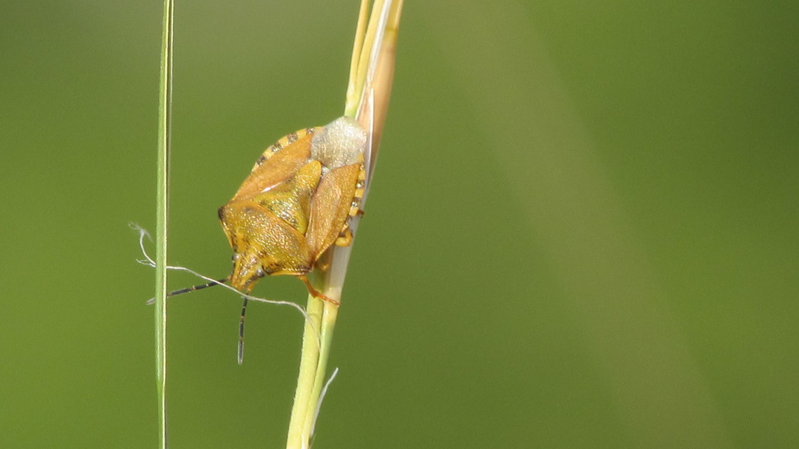 Carpocoris