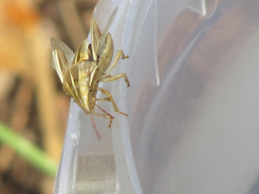 Aelia rostrata - csőrös szipolypoloska Aelia rostrata - csőrös szipolypoloska