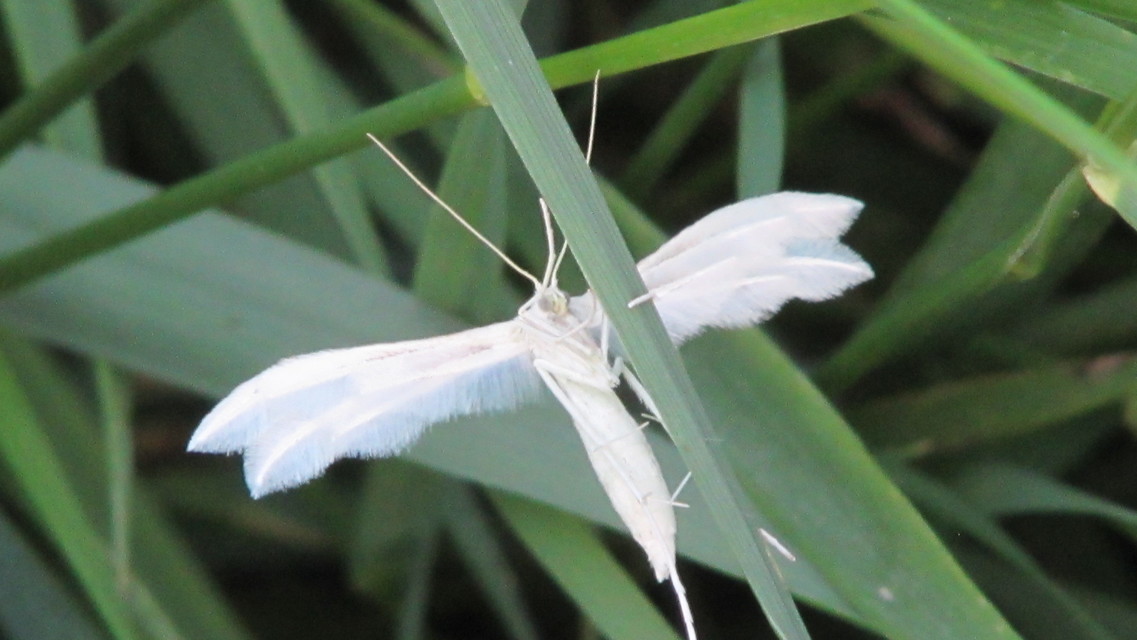 Pterophorus pentadactyla - fehér tollasmoly