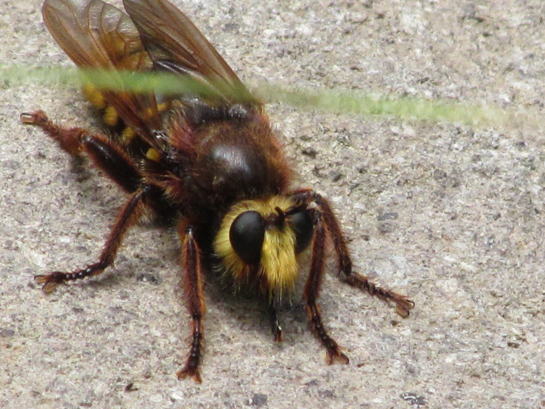 Laphria aurea