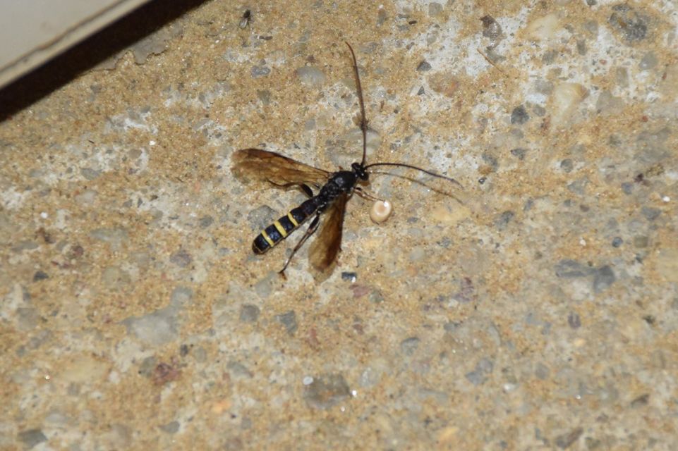 Metopius fuscipennis