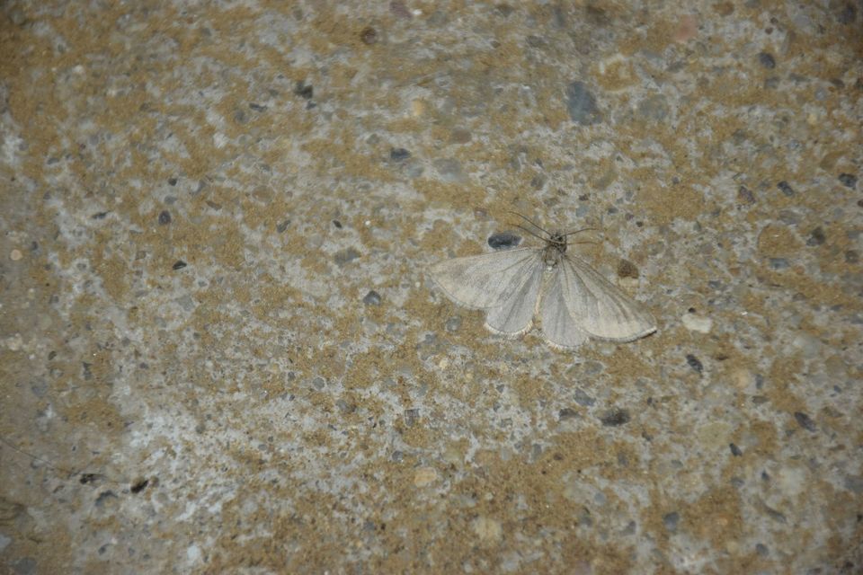 Lithostege griseata - szürke araszoló