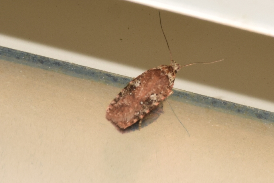 Agonopterix purpurea - bíborszínű laposmoly